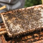Jak pszczoły produkują miód?