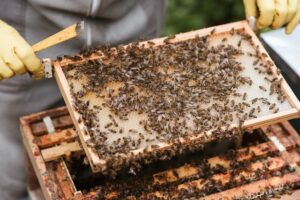 Jak pszczoły produkują miód?
